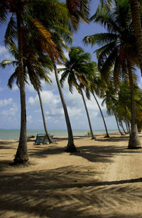 Palm trees on beach against sky