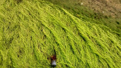 Full frame shot of sea grass