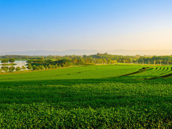 Scenic view of agricultural field against sky