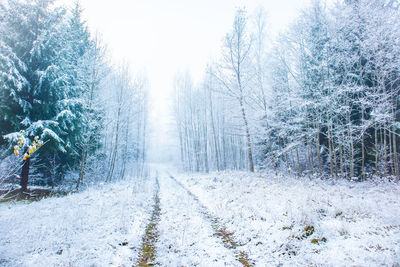 Snow covered road amidst trees