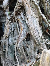 Close-up of tree trunk