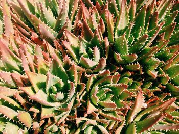 Full frame shot of succulent plant