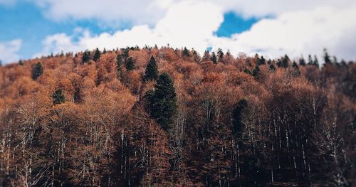 Close-up of trees in forest against sky