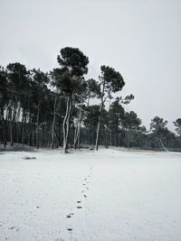 Trees on snow covered field against sky