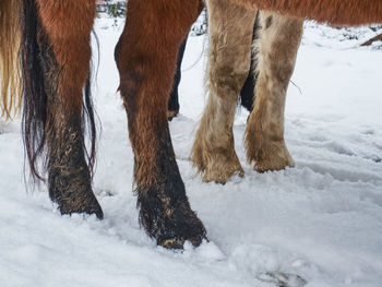 The farm horse stay in snow. winter season in country.