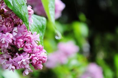 Close-up of pink flowering plant