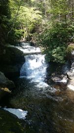 Stream flowing through forest