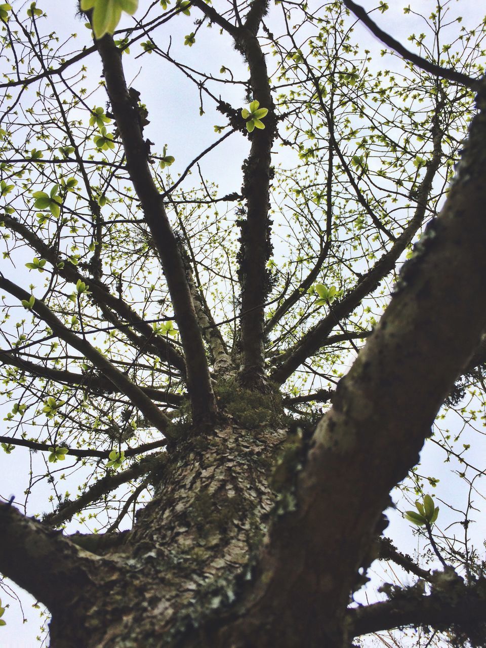 tree, low angle view, branch, tree trunk, growth, nature, tranquility, sky, beauty in nature, day, outdoors, no people, forest, bare tree, sunlight, scenics, clear sky, bark, tranquil scene, leaf