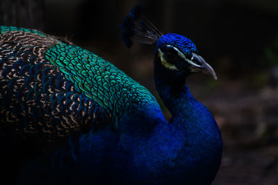 Close-up of a peacock