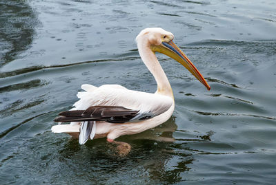 View of duck swimming in lake