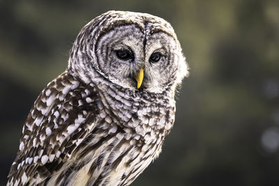 Close-up portrait of owl