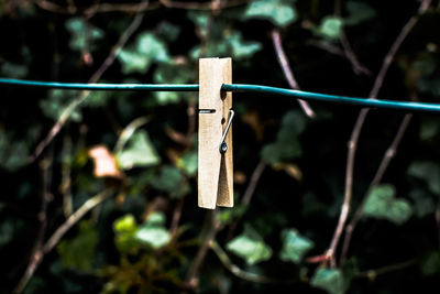 Close-up of clothes hanging on clothesline