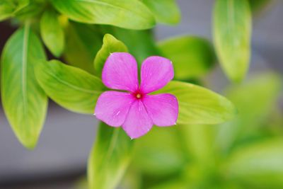 Close-up of pink flowering plant