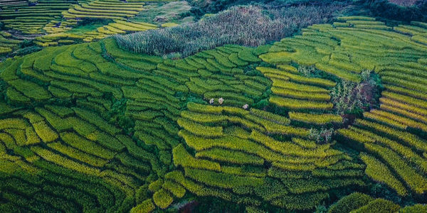 Scenic view of rice field