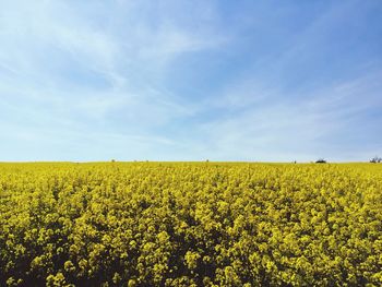 Yellow flowers growing in field