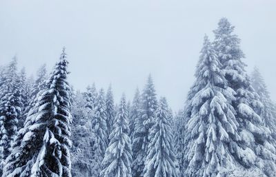 Pine trees in forest against sky during winter