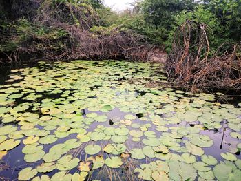 Water drops on leaves floating on lake