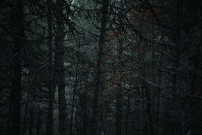 Full frame shot of trees in forest