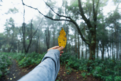 Midsection of person holding tree in forest