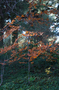 Trees in forest during autumn