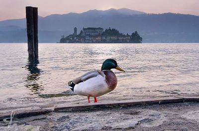 Duck on lake against mountain
