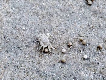 High angle view of crab on sand