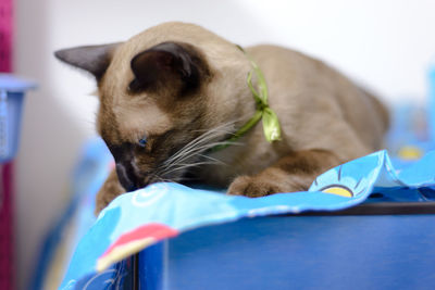 Close-up of cat resting at home