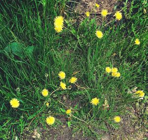 Yellow flowers blooming on field