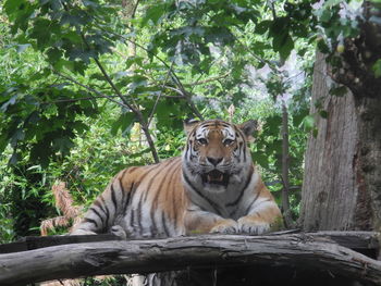 Tiger relaxing against trees