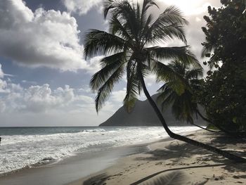 Palm trees on beach against sky