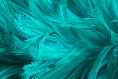 Full frame shot of feathers