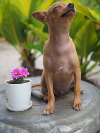 Portrait of a dog in flower pot