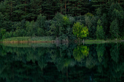 Scenic view of lake in forest