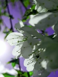 Close-up of purple flowering plant