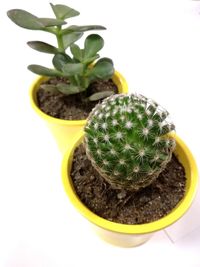 Close-up of potted cactus plant