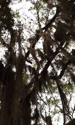 Low angle view of trees against sky