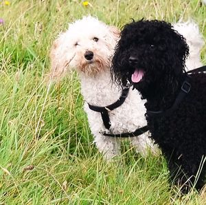 Sheep grazing on grassy field