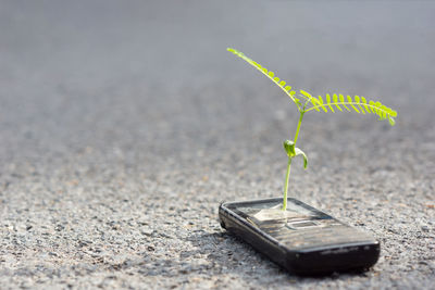 Close-up of plant on sand