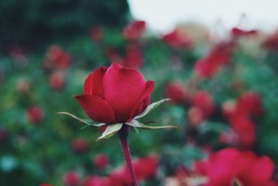 Close-up of red flowering plant