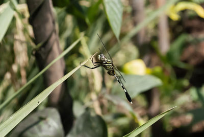 Close-up of butterfly on leaf