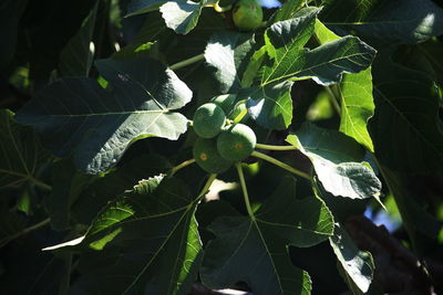 Close-up of fresh green leaves on plant