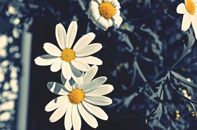 Close-up of white flower