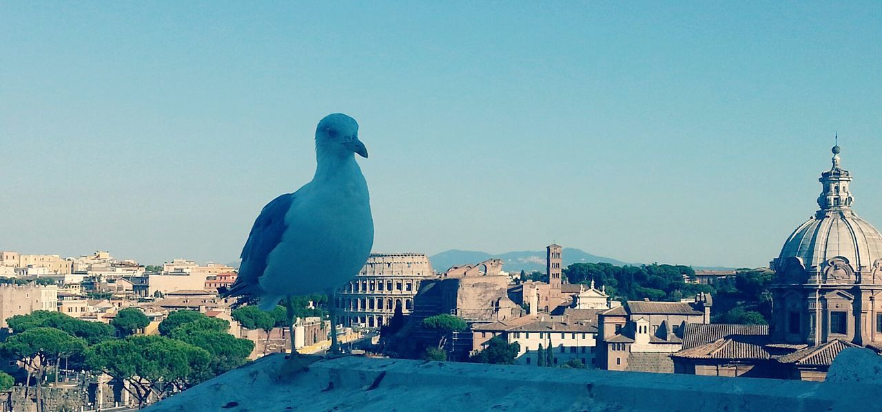 clear sky, building exterior, architecture, built structure, copy space, blue, city, statue, day, outdoors, roof, one animal, sunlight, sculpture, bird, residential structure, no people, cityscape, famous place, dome