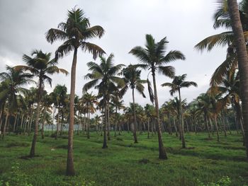 Palm trees on field against sky