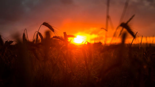 Silhouette plants growing on field against orange sky
