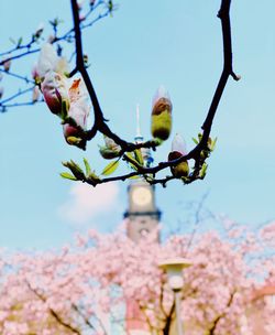 Low angle view of cherry blossoms against sky