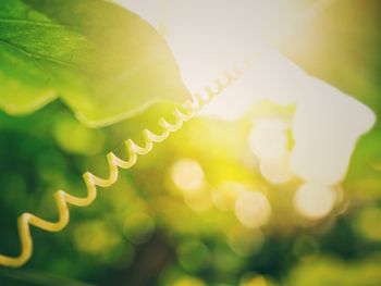 Close-up of fresh green leaves