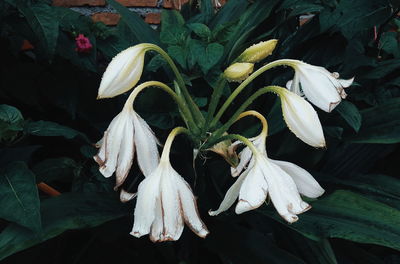 Close-up of white flowering plant