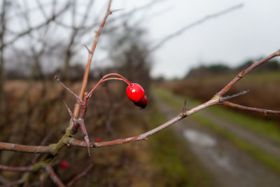 branch