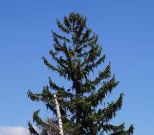 Low angle view of tree against sky